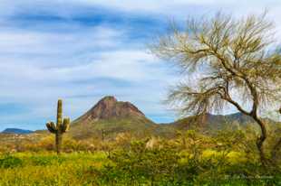 Sonoran Desert-9930.jpg